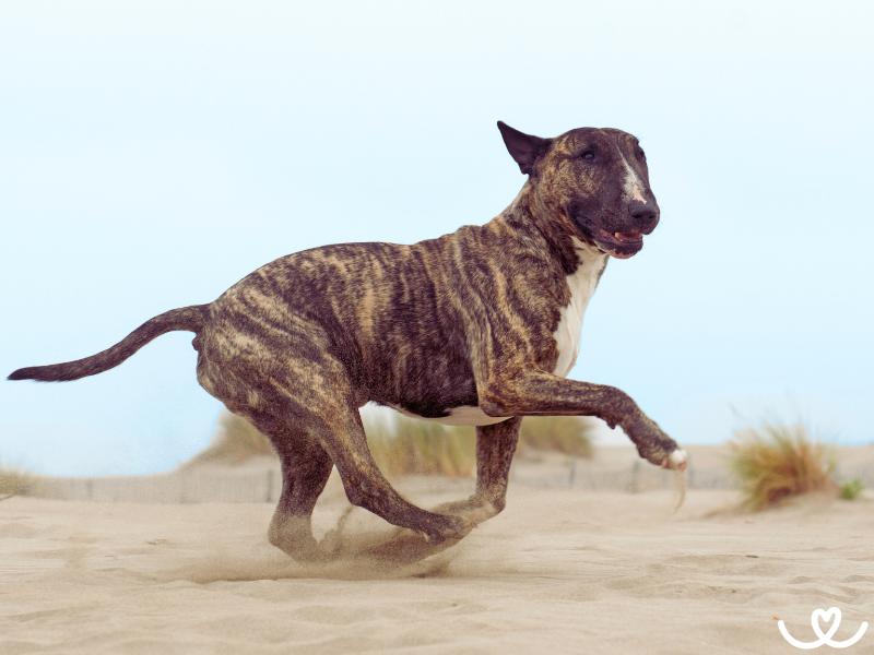 Bull-sporty (3)